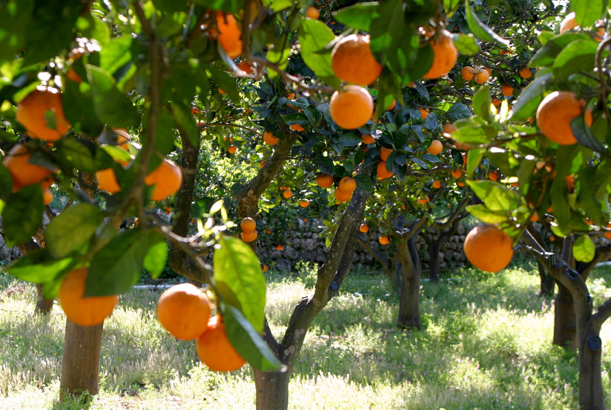 naranjos en Sóller