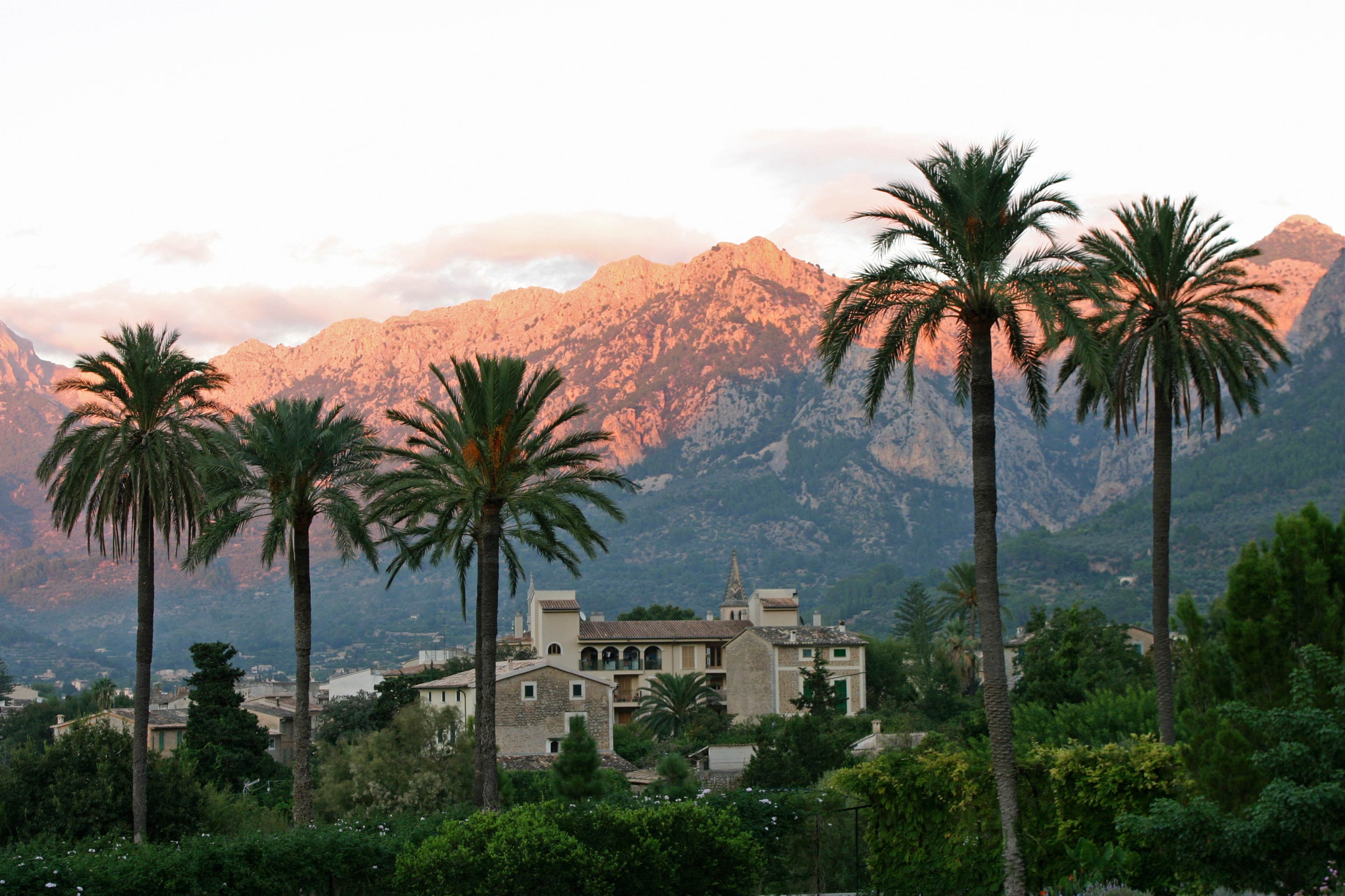 palmeras en Sóller
