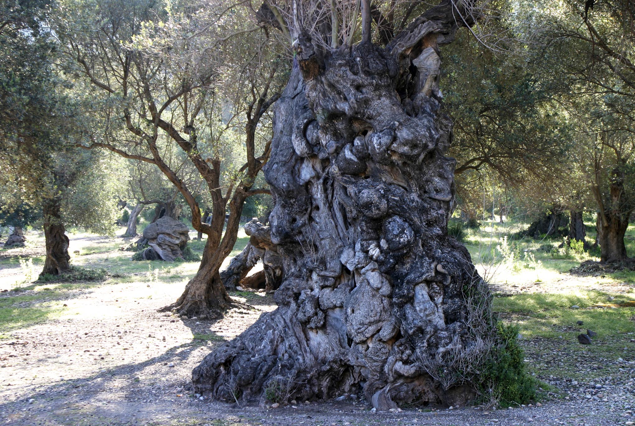 olivo en Sóller